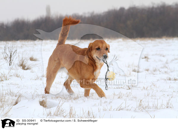 spielender Golden-Retriever-Terrier-Mix / playing mongrel / SS-30941