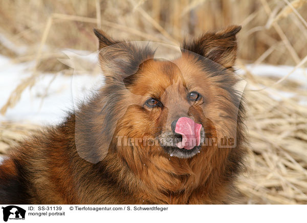 Spitz-Mix Portrait / mongrel portrait / SS-31139