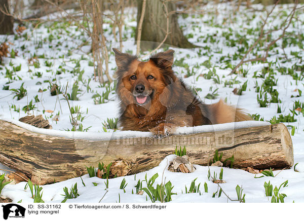 liegender Spitz-Mix / lying mongrel / SS-31162