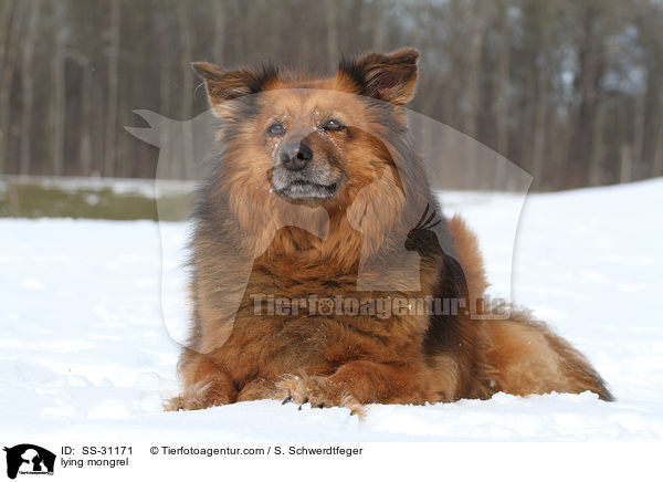 liegender Spitz-Mix / lying mongrel / SS-31171