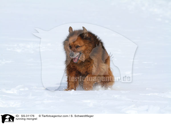 rennender Spitz-Mix / running mongrel / SS-31176
