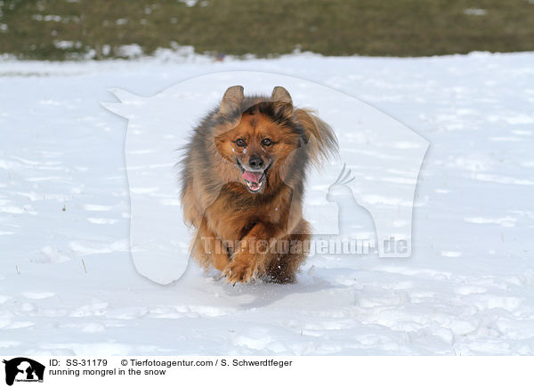 rennender Spitz-Mix im Schnee / running mongrel in the snow / SS-31179