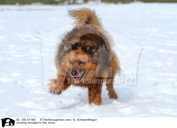 rennender Spitz-Mix im Schnee / running mongrel in the snow / SS-31180