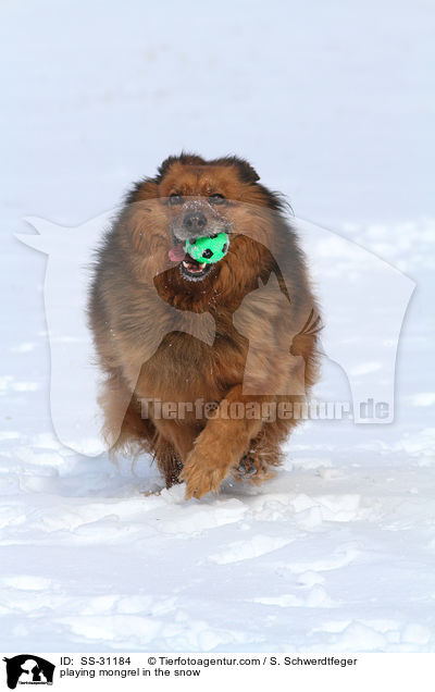 spielender Spitz-Mix im Schnee / playing mongrel in the snow / SS-31184