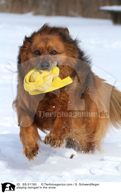 spielender Spitz-Mix im Schnee / playing mongrel in the snow / SS-31190