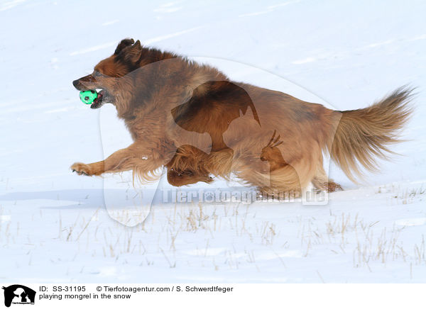 spielender Spitz-Mix im Schnee / playing mongrel in the snow / SS-31195