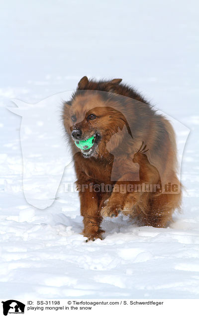 spielender Spitz-Mix im Schnee / playing mongrel in the snow / SS-31198