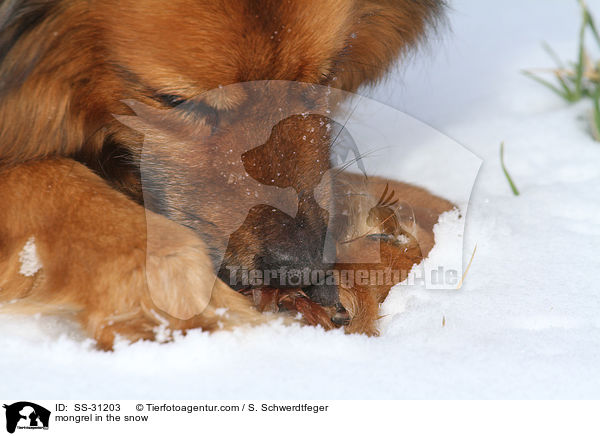 Spitz-Mix im Schnee / mongrel in the snow / SS-31203