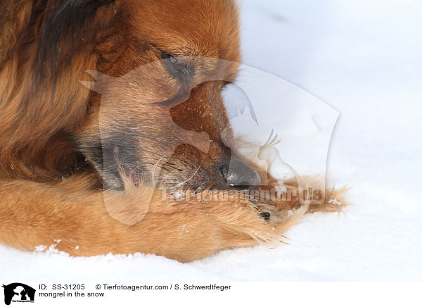 Spitz-Mix im Schnee / mongrel in the snow / SS-31205