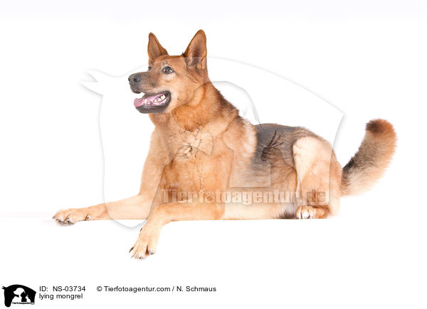 liegender Schferhund-Husky-Mix / lying mongrel / NS-03734