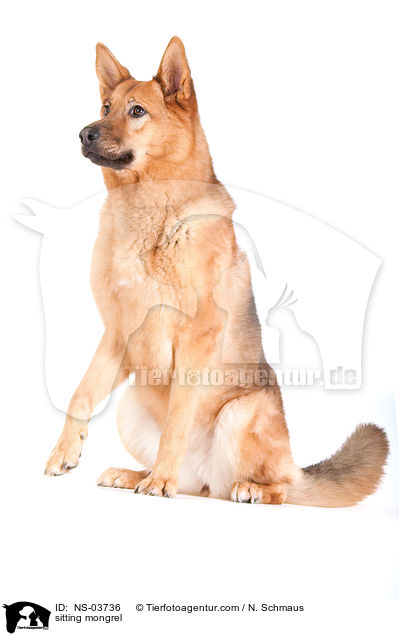 sitzender Schferhund-Husky-Mix / sitting mongrel / NS-03736