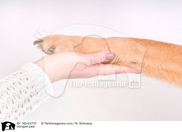 Schferhund-Husky-Mix Pfote / mongrel paw / NS-03737
