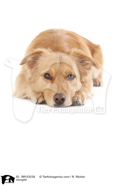 Mischling / mongrel / RR-53038