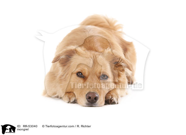 Mischling / mongrel / RR-53040