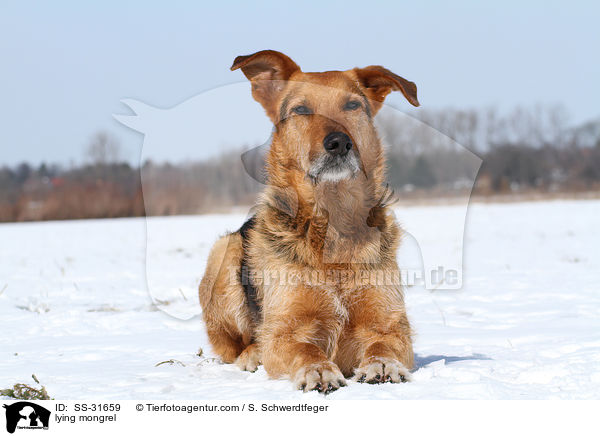 liegender Airedale-Schferhund-Mix / lying mongrel / SS-31659