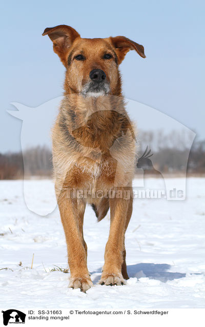 stehender Airedale-Schferhund-Mix / standing mongrel / SS-31663