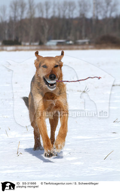 spielender Airedale-Schferhund-Mix / playing mongrel / SS-31666