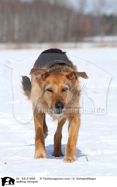 laufender Airedale-Schferhund-Mix / walking mongrel / SS-31669