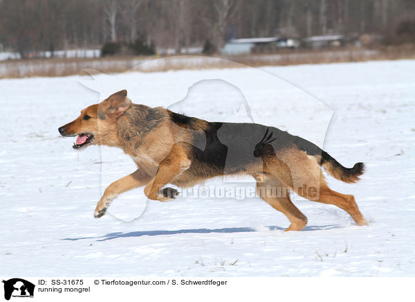 rennender Airedale-Schferhund-Mix / running mongrel / SS-31675