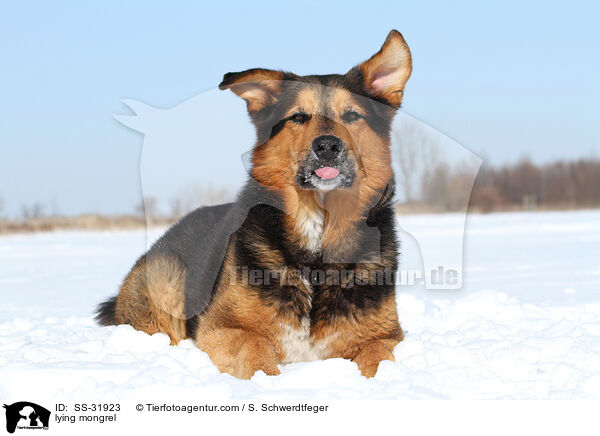 liegender Berner-Sennen-Mix / lying mongrel / SS-31923
