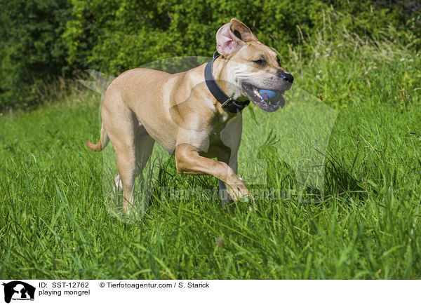 spielender Deutsche-Dogge-American-Staffordshire-Terrier-Mix / playing mongrel / SST-12762