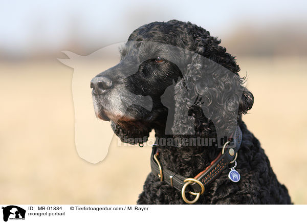 Cocker-Spaniel-Mix Portrait / mongrel portrait / MB-01884