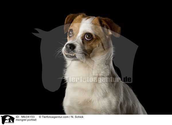 Jack-Russell-Mix Portrait / mongrel portrait / NN-04153