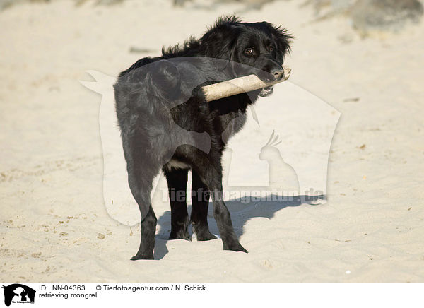 apportierender Australian-Shepherd-Mix / retrieving mongrel / NN-04363