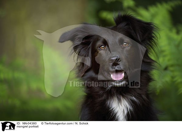 Australian-Shepherd-Mix Portrait / mongrel portrait / NN-04380