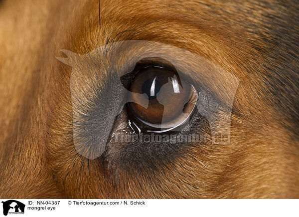 Beagle-Mix Auge / mongrel eye / NN-04387