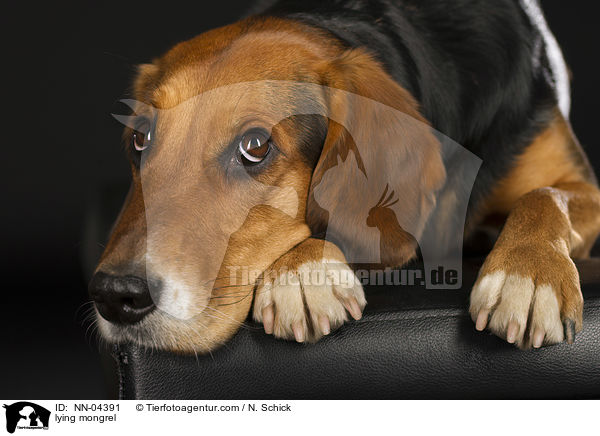 liegender Beagle-Mix / lying mongrel / NN-04391