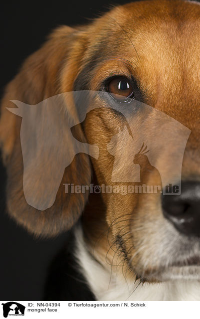 Beagle-Mix Gesicht / mongrel face / NN-04394