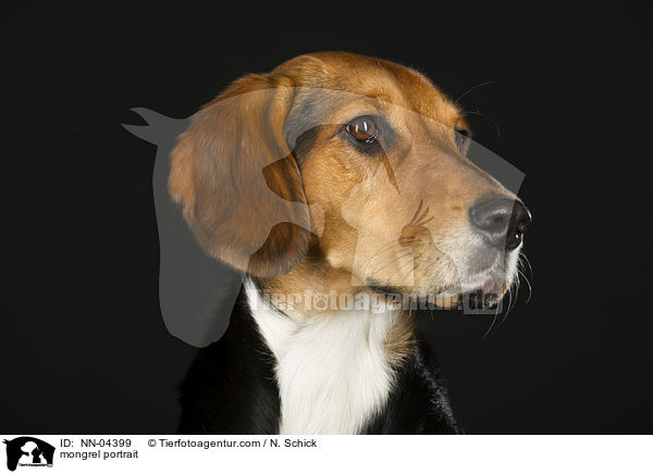 Beagle-Mix Portrait / mongrel portrait / NN-04399