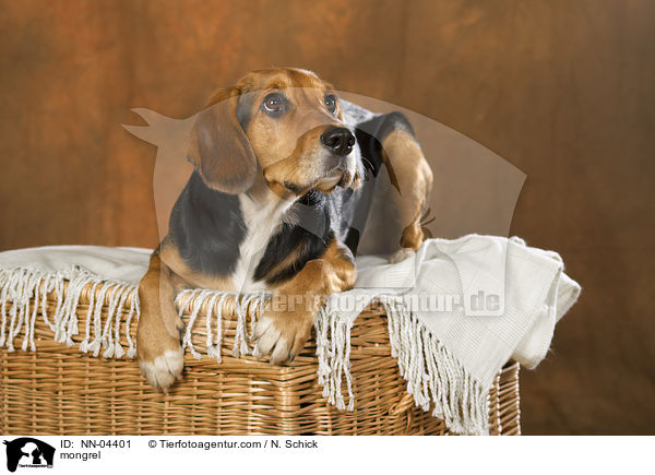 Beagle-Mix / mongrel / NN-04401