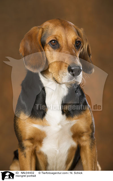 Beagle-Mix Portrait / mongrel portrait / NN-04402