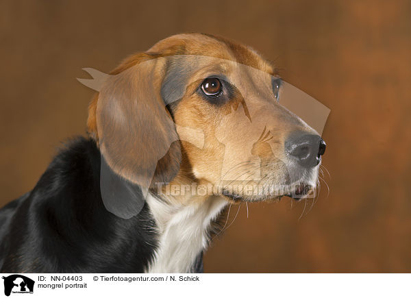 Beagle-Mix Portrait / mongrel portrait / NN-04403