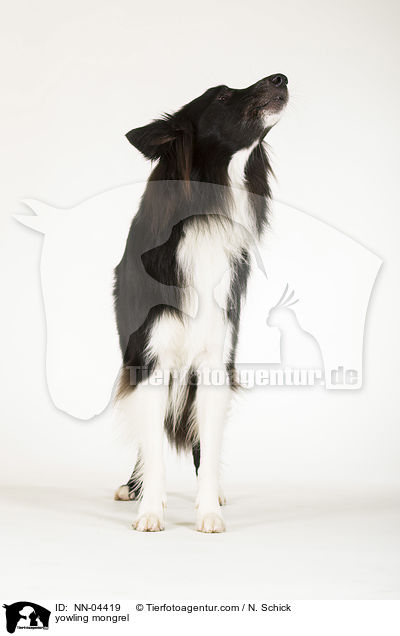 jaulender Border-Collie-Mix / yowling mongrel / NN-04419