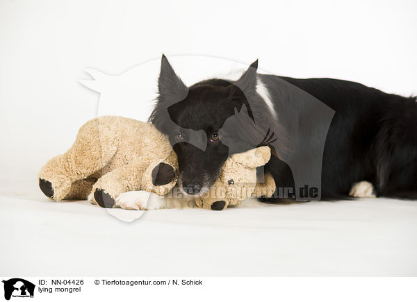 liegender Border-Collie-Mix / lying mongrel / NN-04426