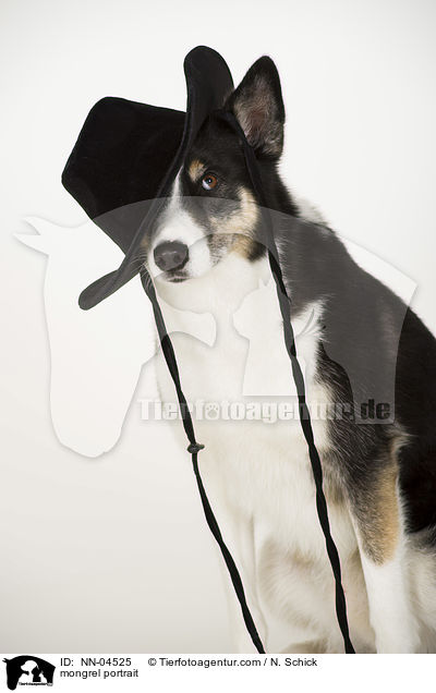 Husky-Mix Portrait / mongrel portrait / NN-04525