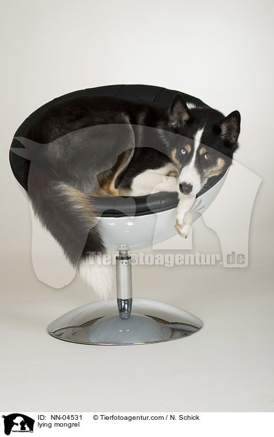 liegender Husky-Mix / lying mongrel / NN-04531