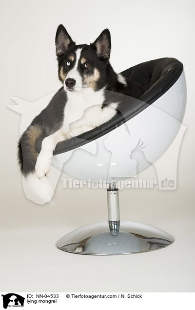 liegender Husky-Mix / lying mongrel / NN-04533