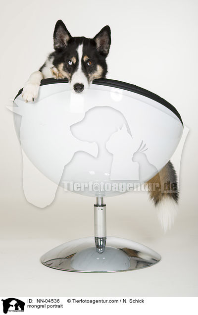 Husky-Mix Portrait / mongrel portrait / NN-04536