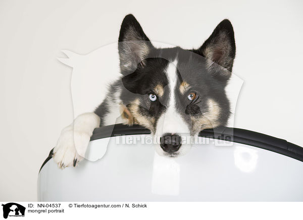 Husky-Mix Portrait / mongrel portrait / NN-04537