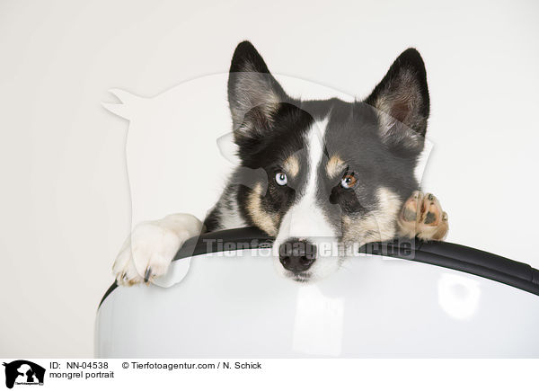 Husky-Mix Portrait / mongrel portrait / NN-04538