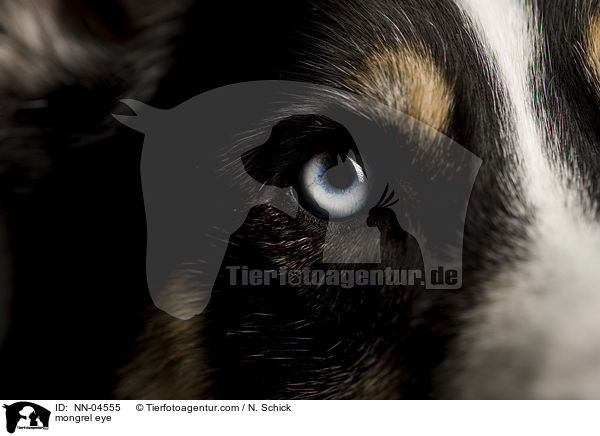 mongrel eye / NN-04555