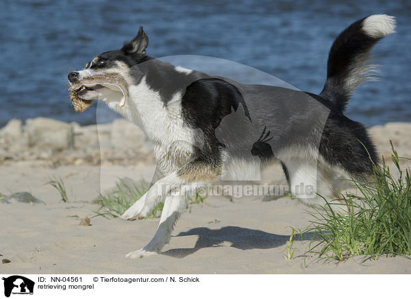 apportierender Husky-Mix / retrieving mongrel / NN-04561