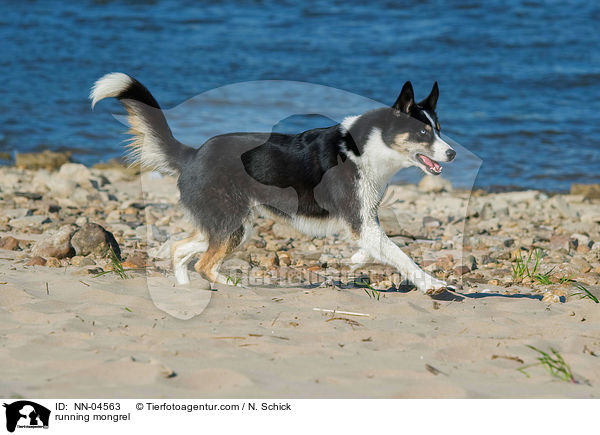 rennender Husky-Mix / running mongrel / NN-04563