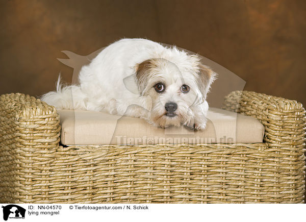 liegender Jack-Russell-Mix / lying mongrel / NN-04570