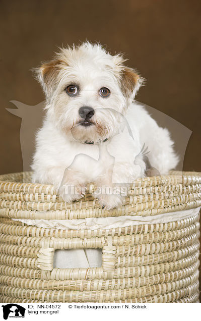 liegender Jack-Russell-Mix / lying mongrel / NN-04572