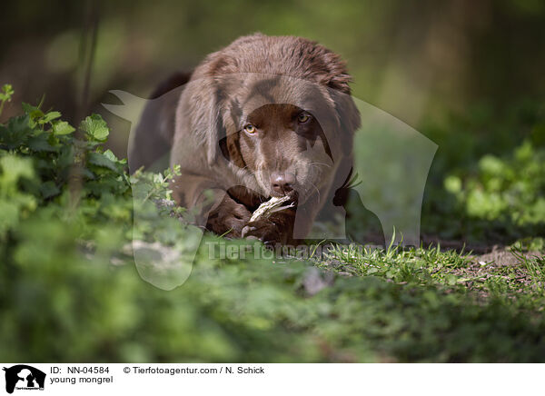 junger Labrador-Mix / young mongrel / NN-04584